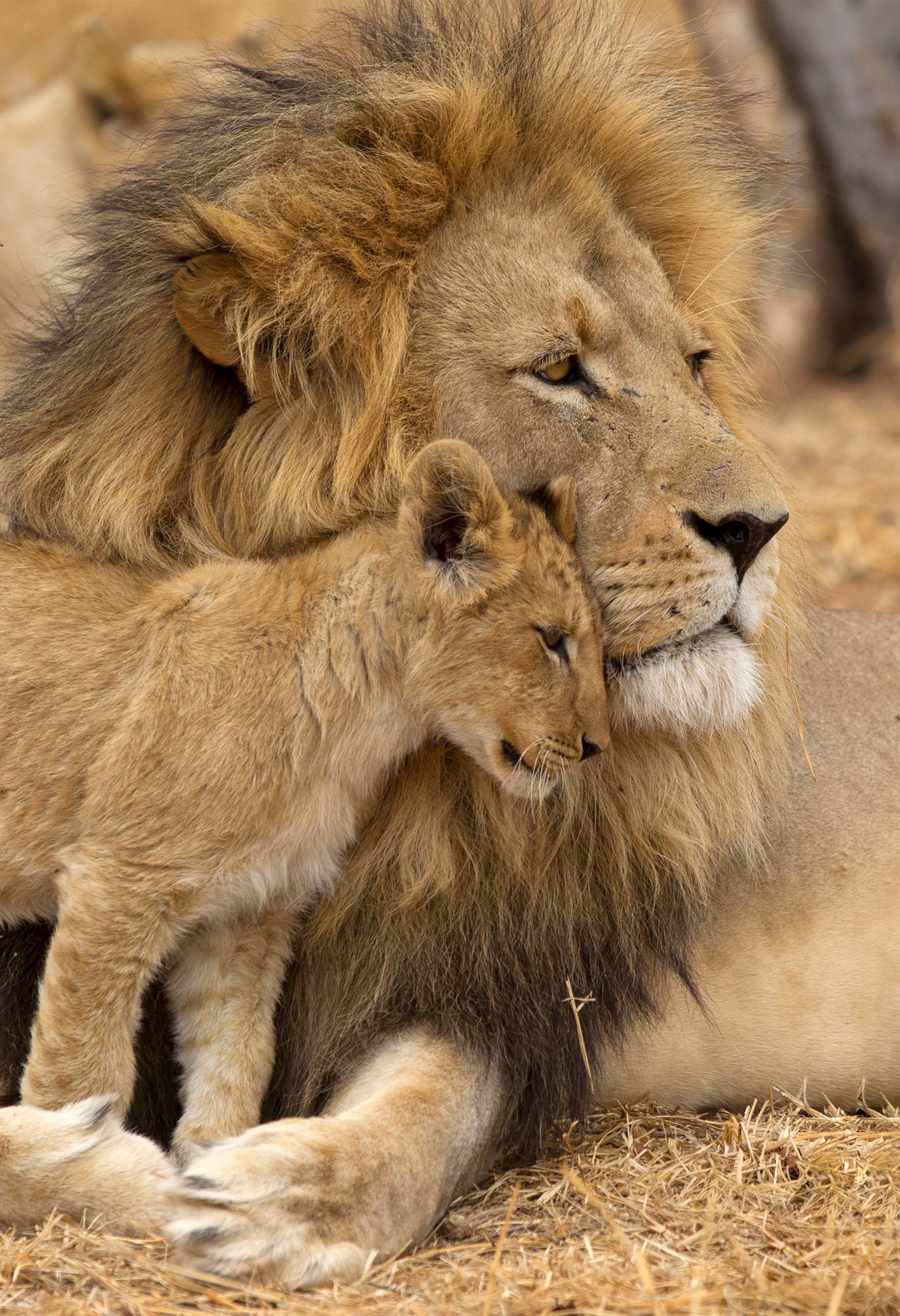 Lion And Cub Affection